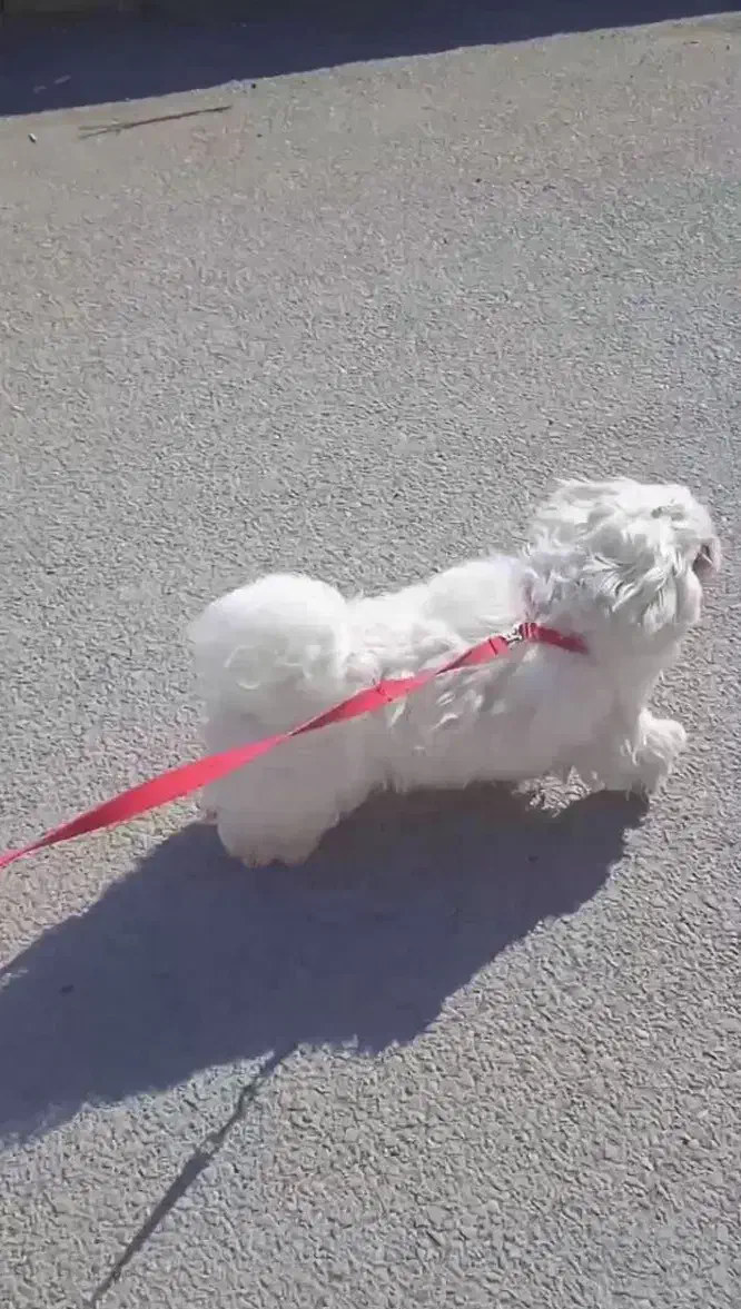 واگذاری سگ|سگ|مسجد سلیمان, |دیوار