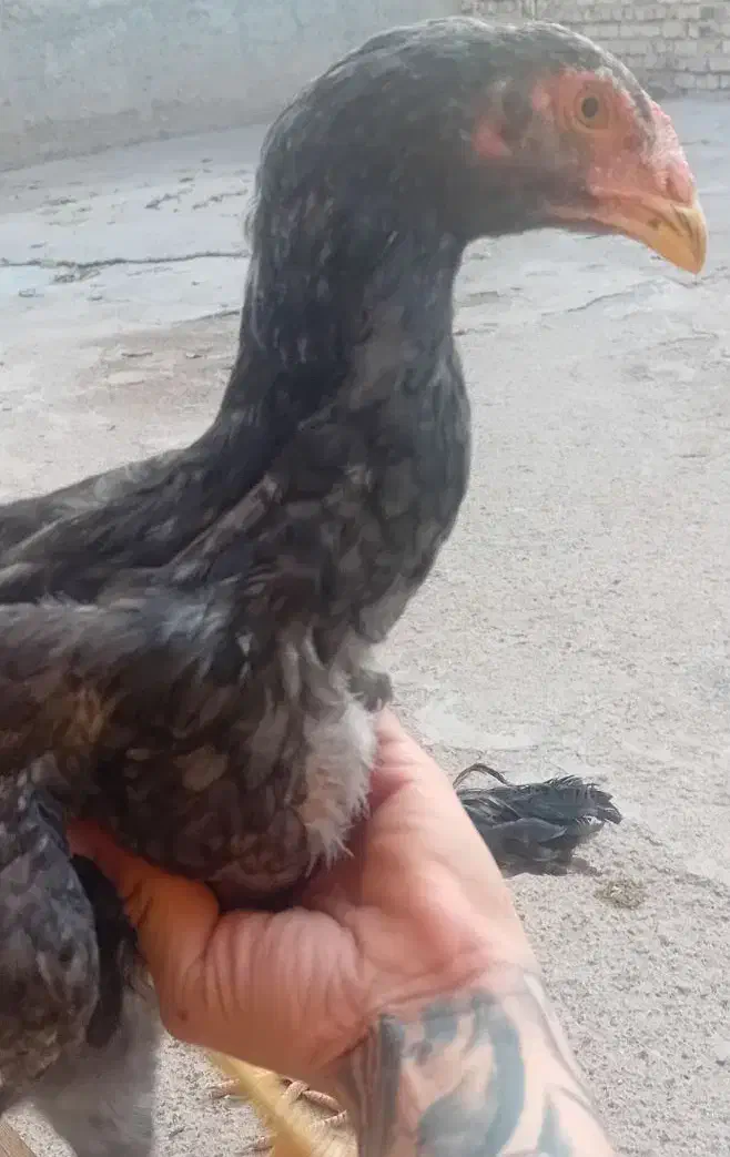 لاری دو جفت جوجه لاری اصل|حیوانات مزرعه|الوند, |دیوار