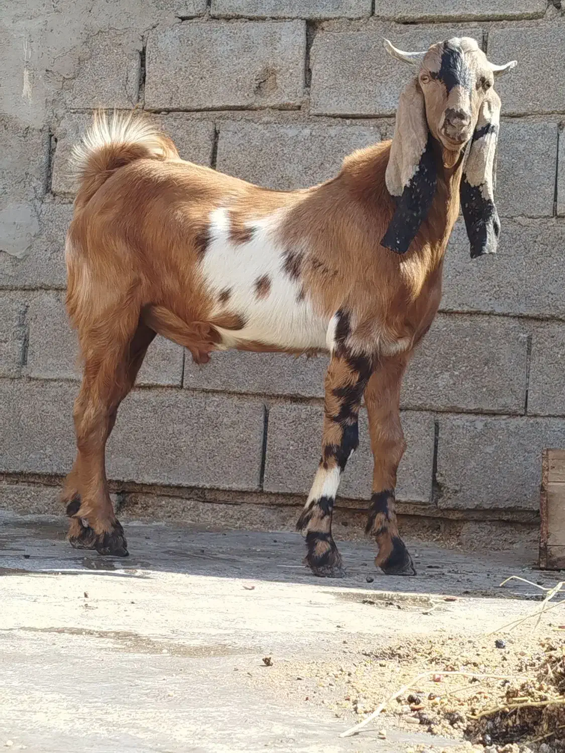 بز کهره|حیوانات مزرعه|بندر ماهشهر, |دیوار