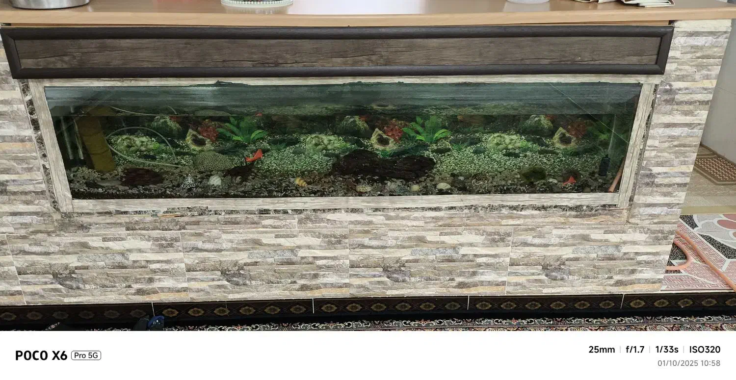 اکواریوم بزرگ|ماهی|خنداب, |دیوار