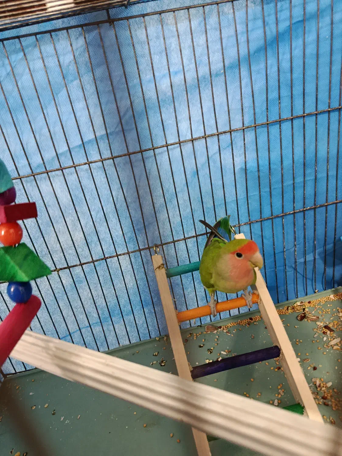 طوطی برزیلی|پرنده|تاکستان, |دیوار