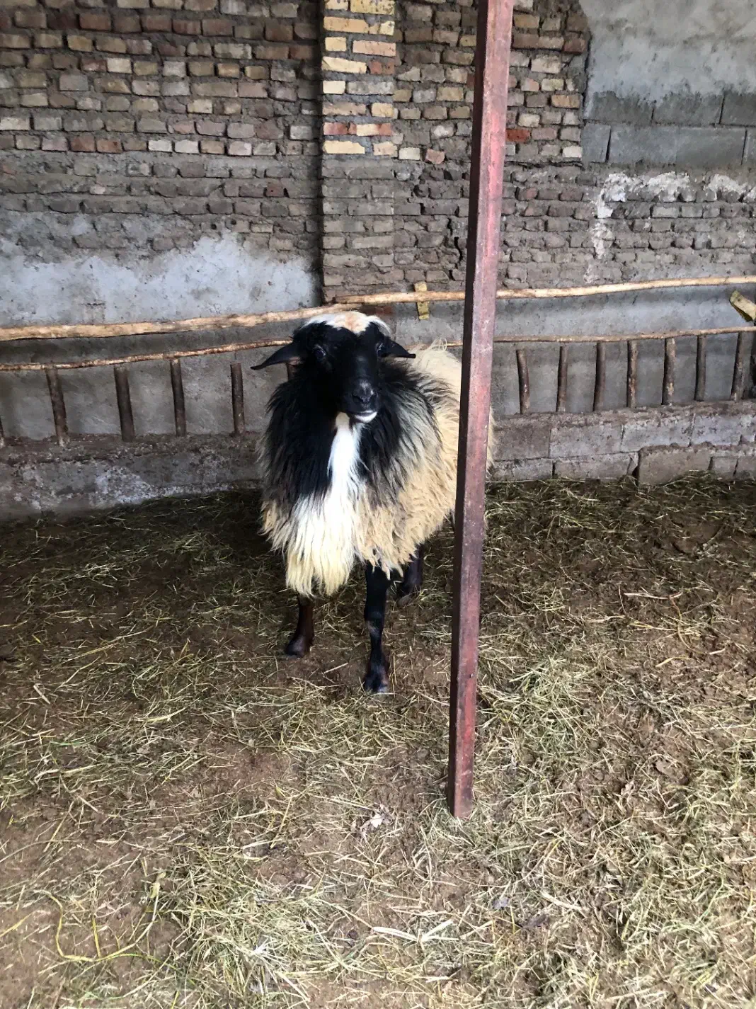 گوسفند نر جوون بسیار عای|حیوانات مزرعه|قائم‌شهر, |دیوار