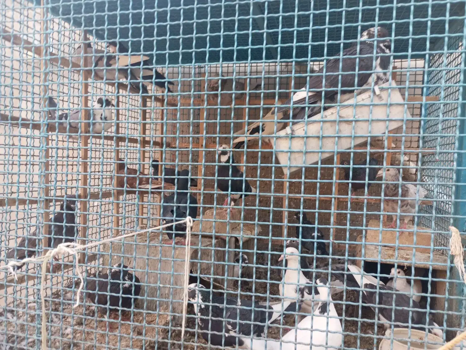 کبوتر فروشی|پرنده|خوسف, |دیوار