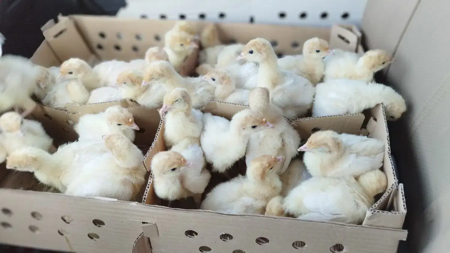 جوجه بوقلمون بیوتی 6|حیوانات مزرعه|گرگان, |دیوار