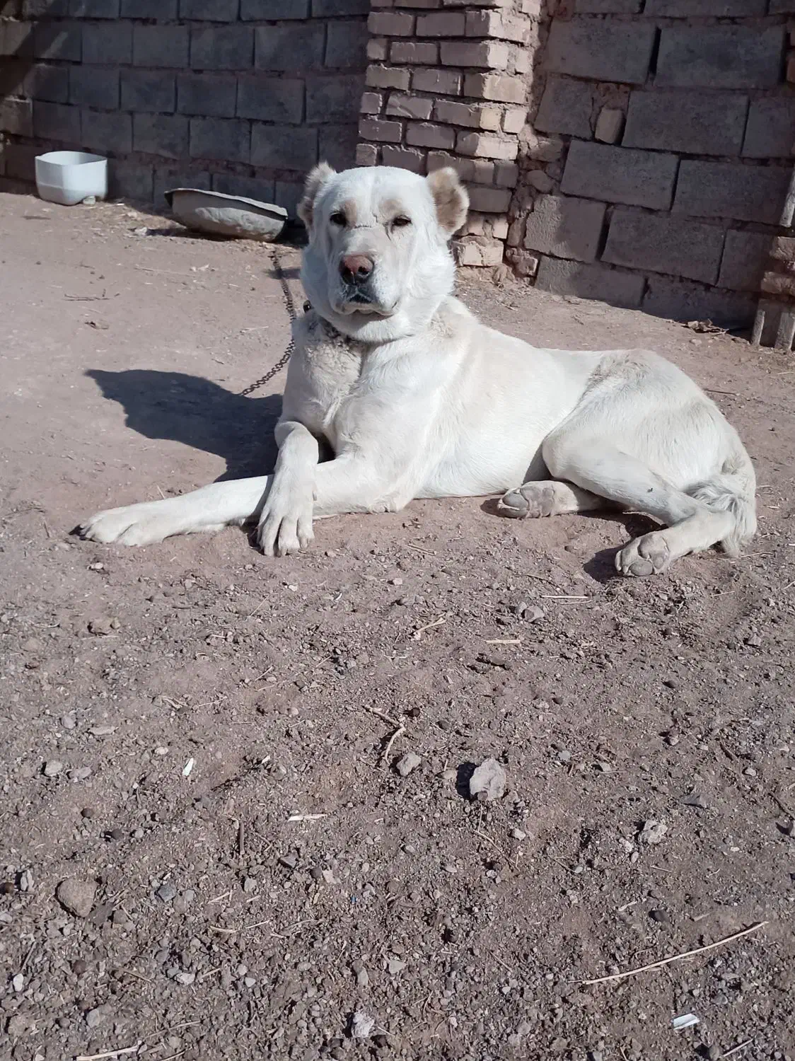 سگ گله|سگ|طاغنکوه, |دیوار