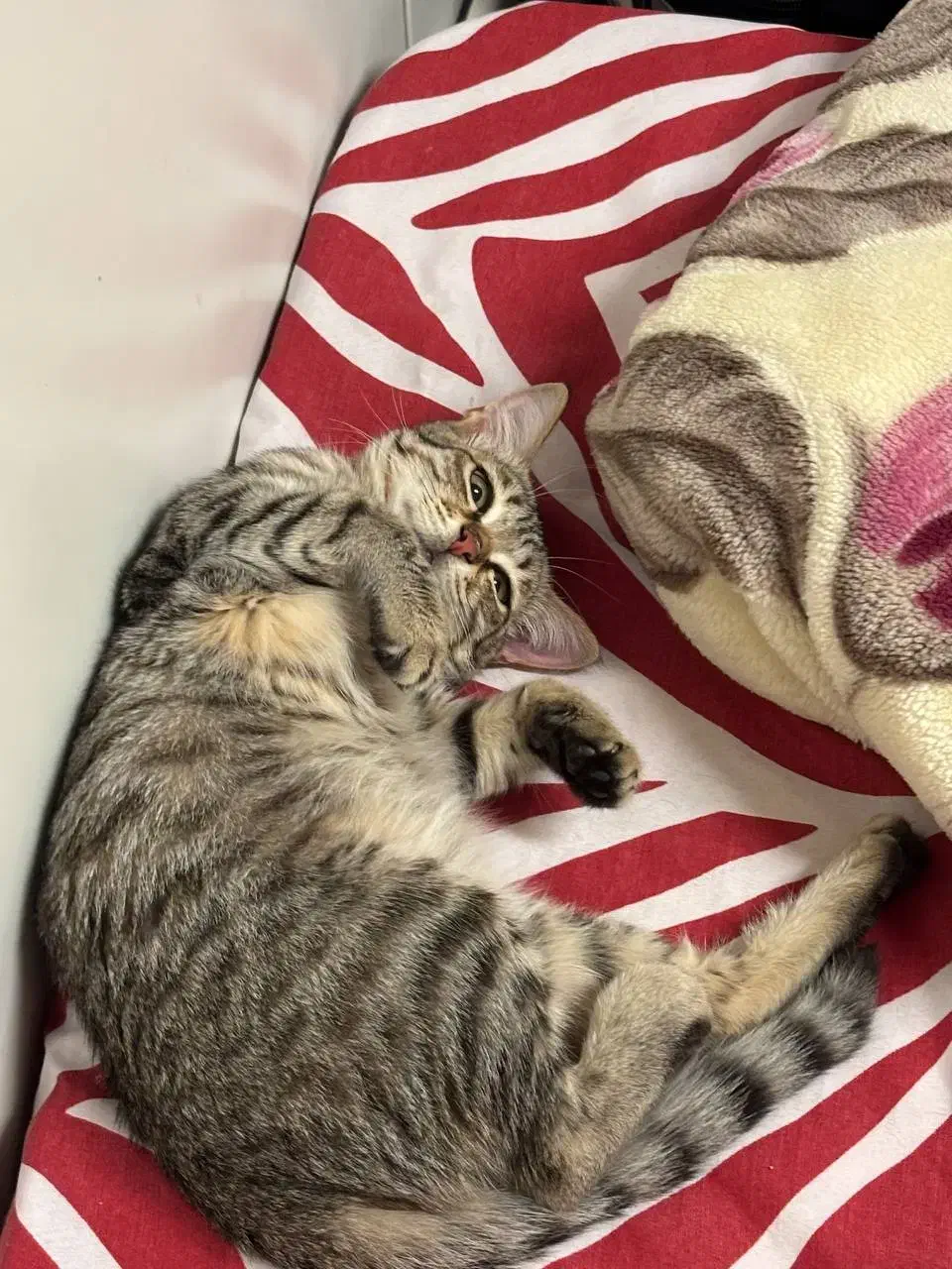 واگذاری گربه|گربه|بندر انزلی, جهانگانی|دیوار