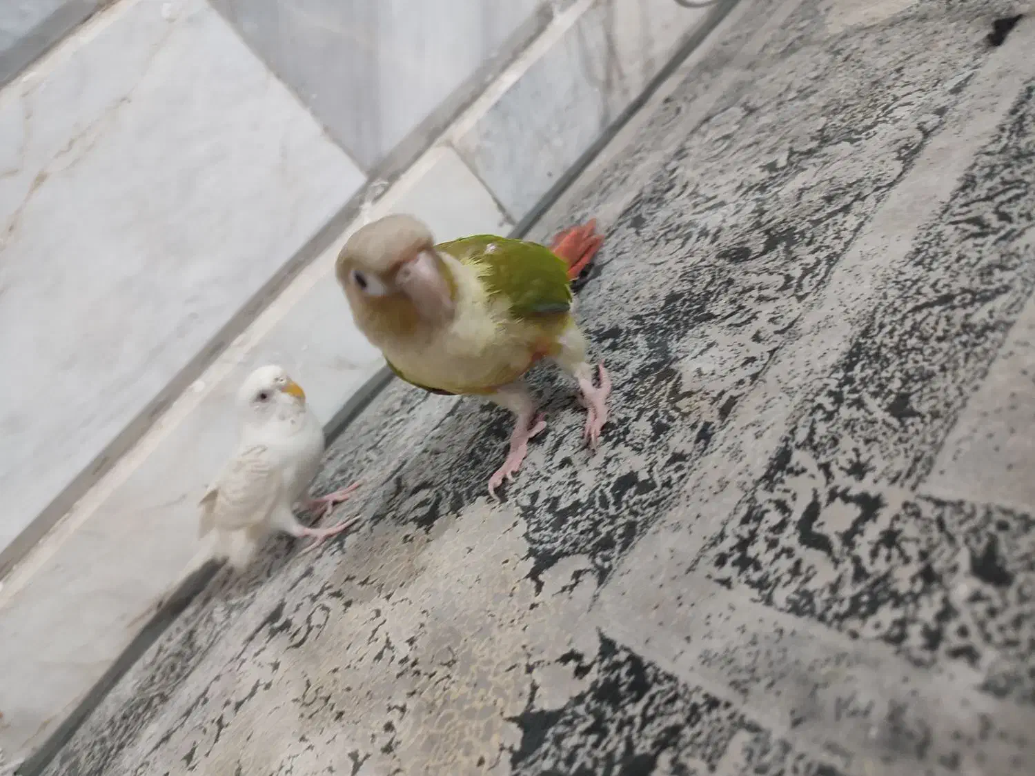 طوطی گرینچیک  دستی و مرغ عشق  دستی|پرنده|خواف, |دیوار