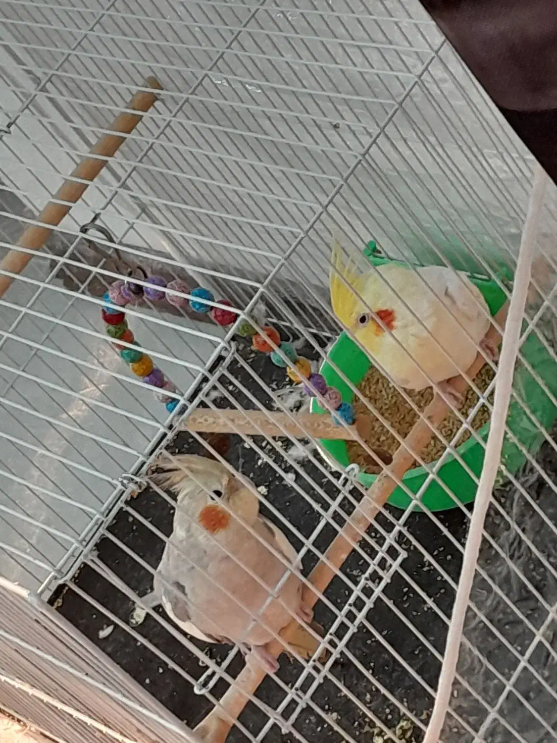 عروس هلندی معاوضه با عروس هلندی یا کوتوله دستی|پرنده|مشهد, ویلاشهر|دیوار