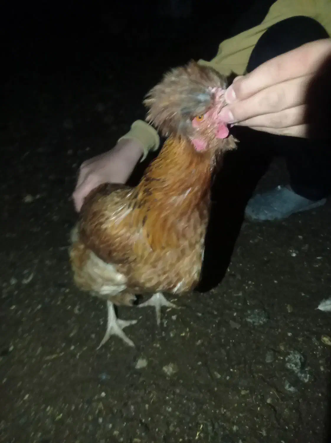 مرغ|حیوانات مزرعه|سیلاخور, |دیوار