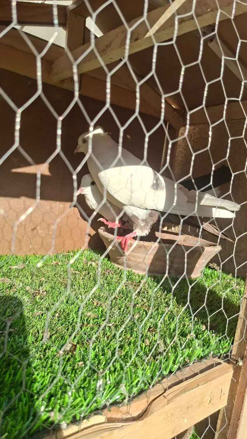 کفتر|پرنده|قم, انصار‌الحسین|دیوار