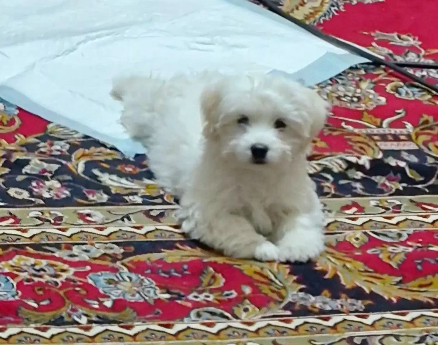 توله سگ|سگ|شهر بابک, |دیوار