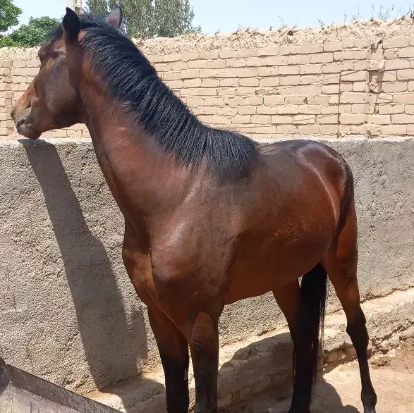 اسب نژاد ترکمن|اسب و تجهیزات اسب‌سواری|دامغان, |دیوار