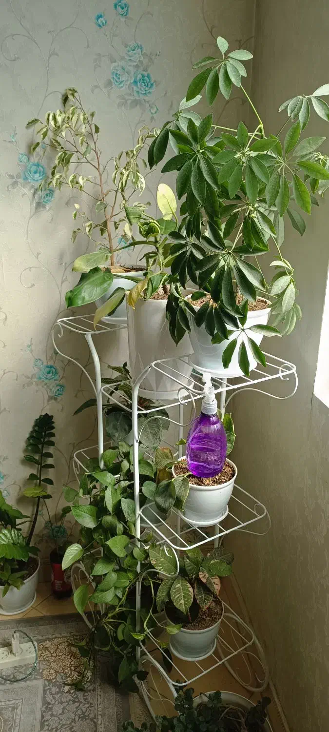 فروش گل و استند ۱۸ عدد گل با گلدان|گل و گیاه طبیعی|اسلامشهر, شهرک سعیدیه|دیوار