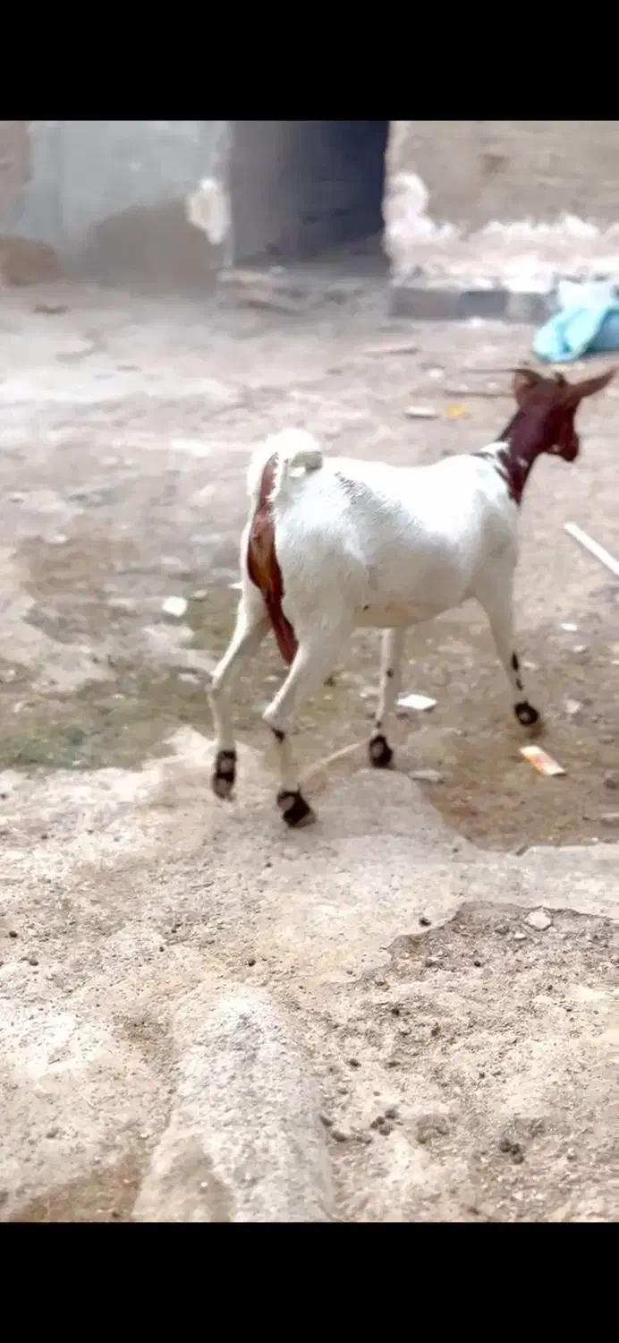 بز از بندر|حیوانات مزرعه|اردستان, |دیوار