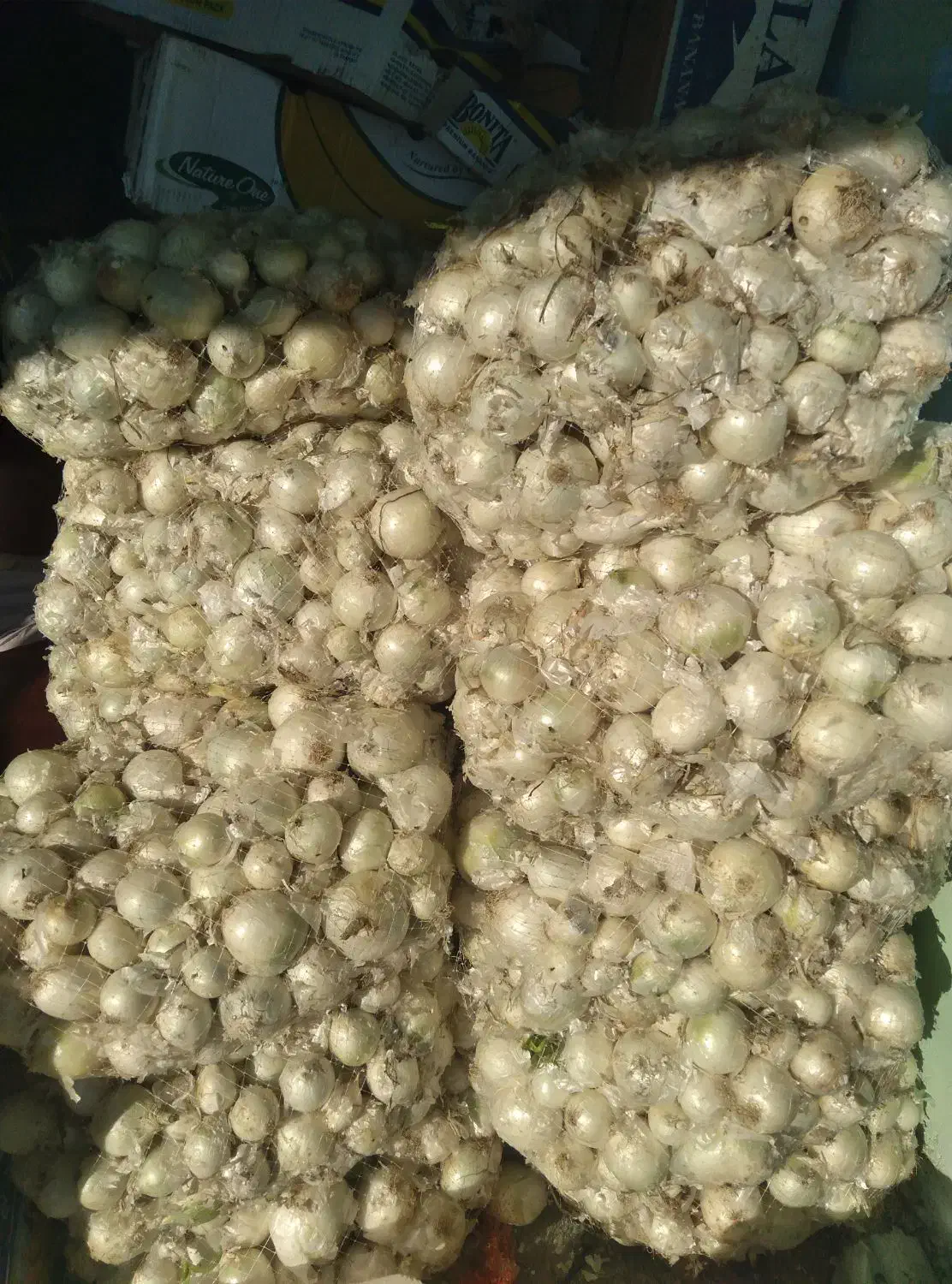 پیازدرجه۱فقط۱۵زیرقیمث میدان بار|حراج|بابل, |دیوار