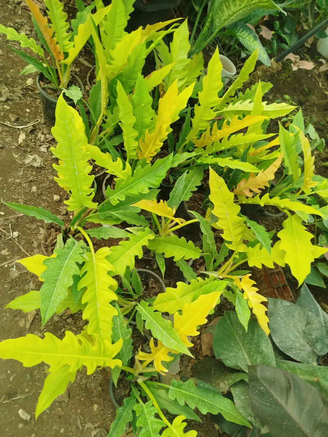 گل  خانه|گل و گیاه طبیعی|آزادشهر, |دیوار