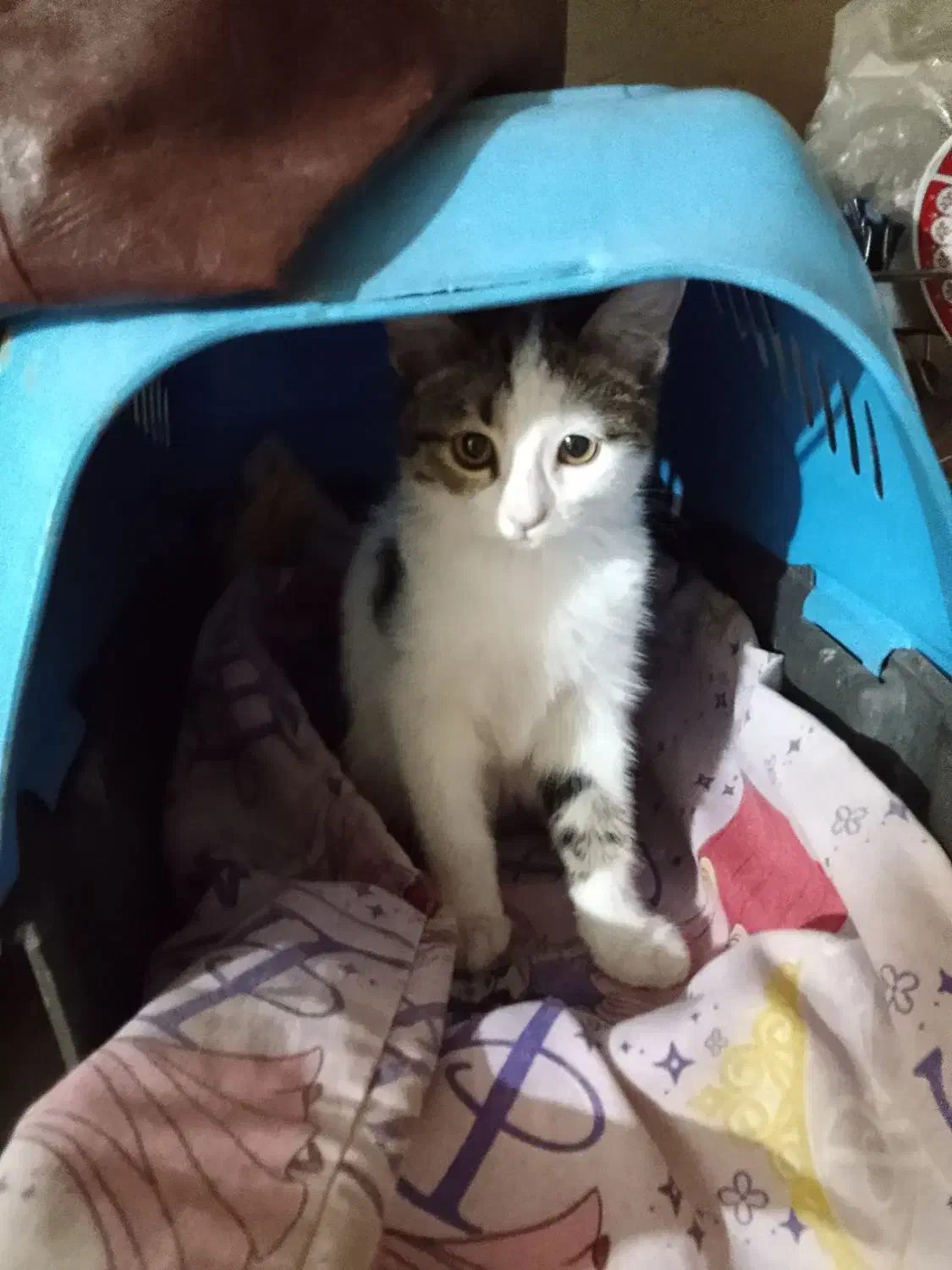 گربه گمشده|گربه|خمینی‌شهر, |دیوار