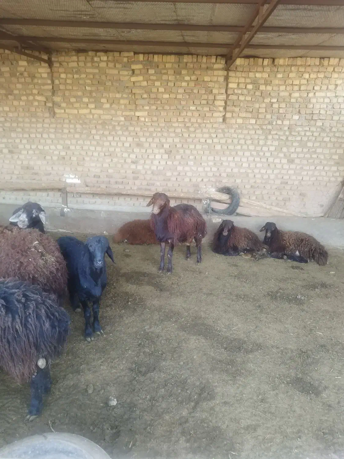 بره پرواری چاق|حیوانات مزرعه|میان جلگه, |دیوار