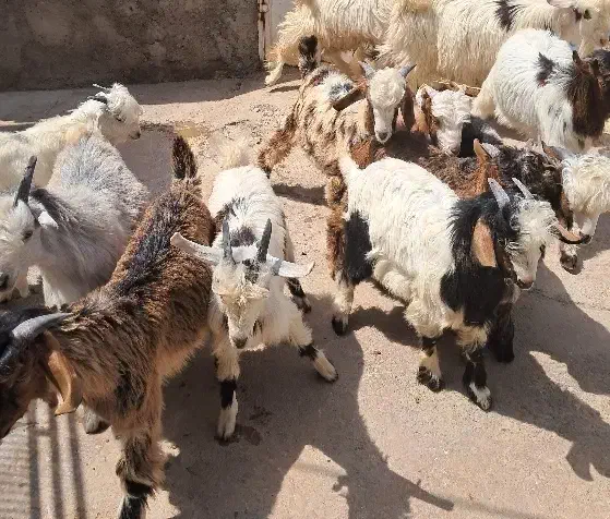 گوشت بیگ چاق|حیوانات مزرعه|مسجد سلیمان, |دیوار