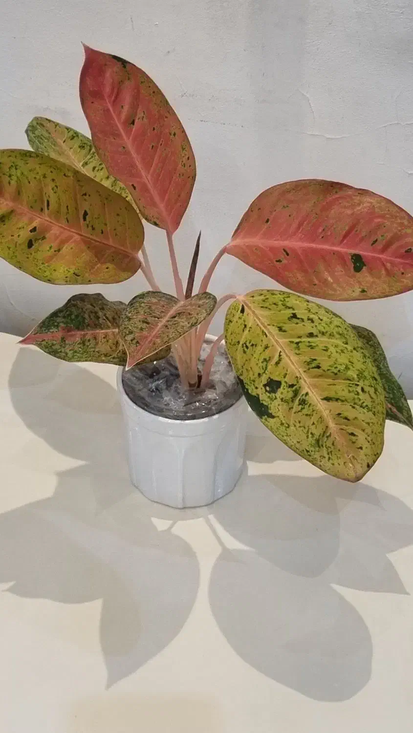 گل آپارتمانی|گل و گیاه طبیعی|بندر انزلی, کوی بهار|دیوار