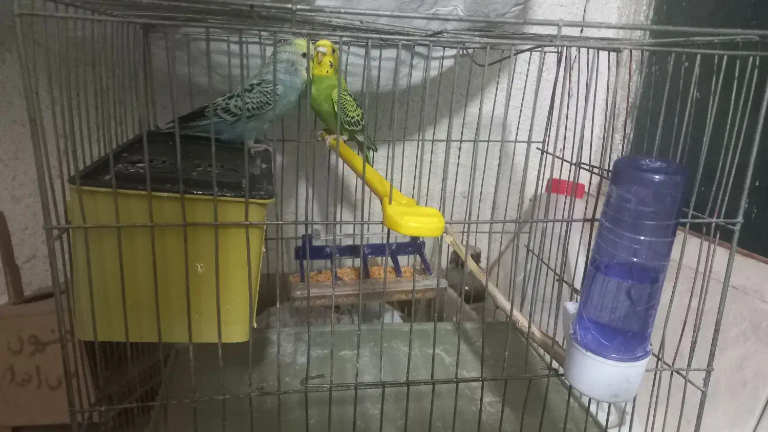 یه جفت مرغ عشق بالغ معاوضه طوطی برزیلی|پرنده|اسلامشهر, شهرک واوان|دیوار
