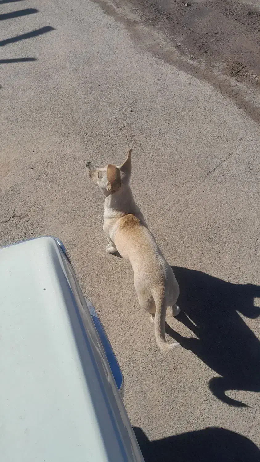 سگ پاکوتاه|سگ|فردوس (کرمان), |دیوار