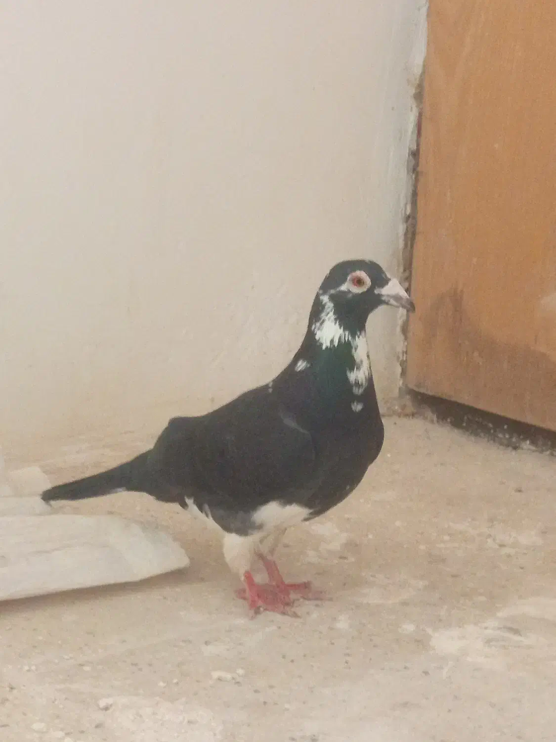 کفتر|پرنده|اسفراین, |دیوار