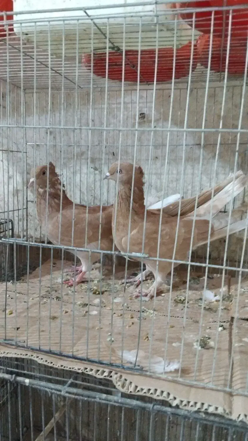 طوقی و دمبی و سینه ای وکله ای|پرنده|قم, شهر قائم|دیوار
