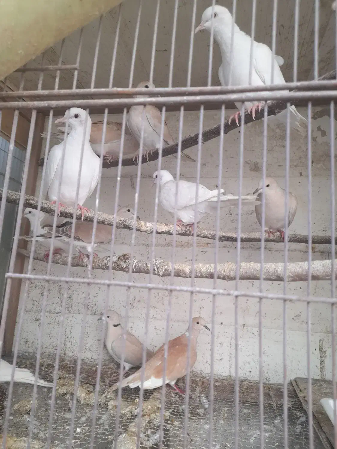 پرنده زینتی قفسی|پرنده|رودسر, |دیوار