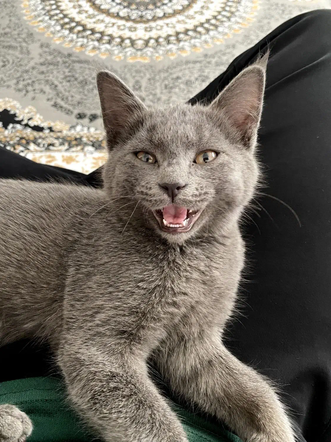 بچه گربه اسکاتیش|گربه|سبزوار, کوی بهار|دیوار