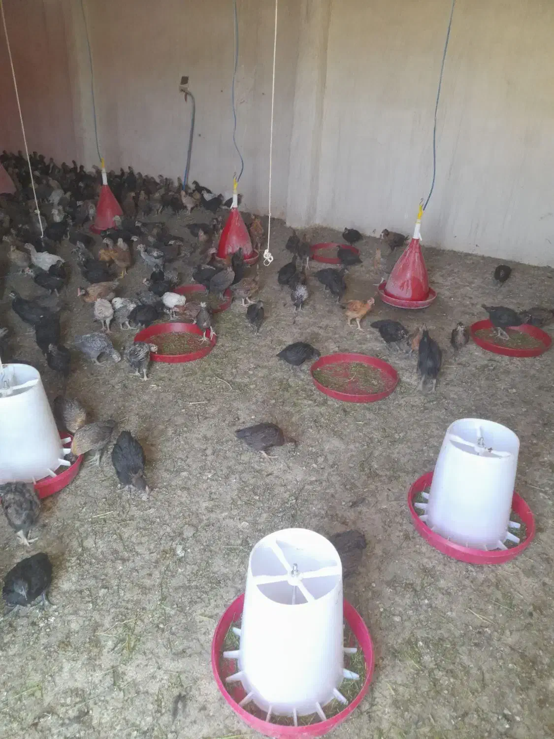 جوجه مرغ و خروس محلی اصل|حیوانات مزرعه|دشمن زیاری, |دیوار