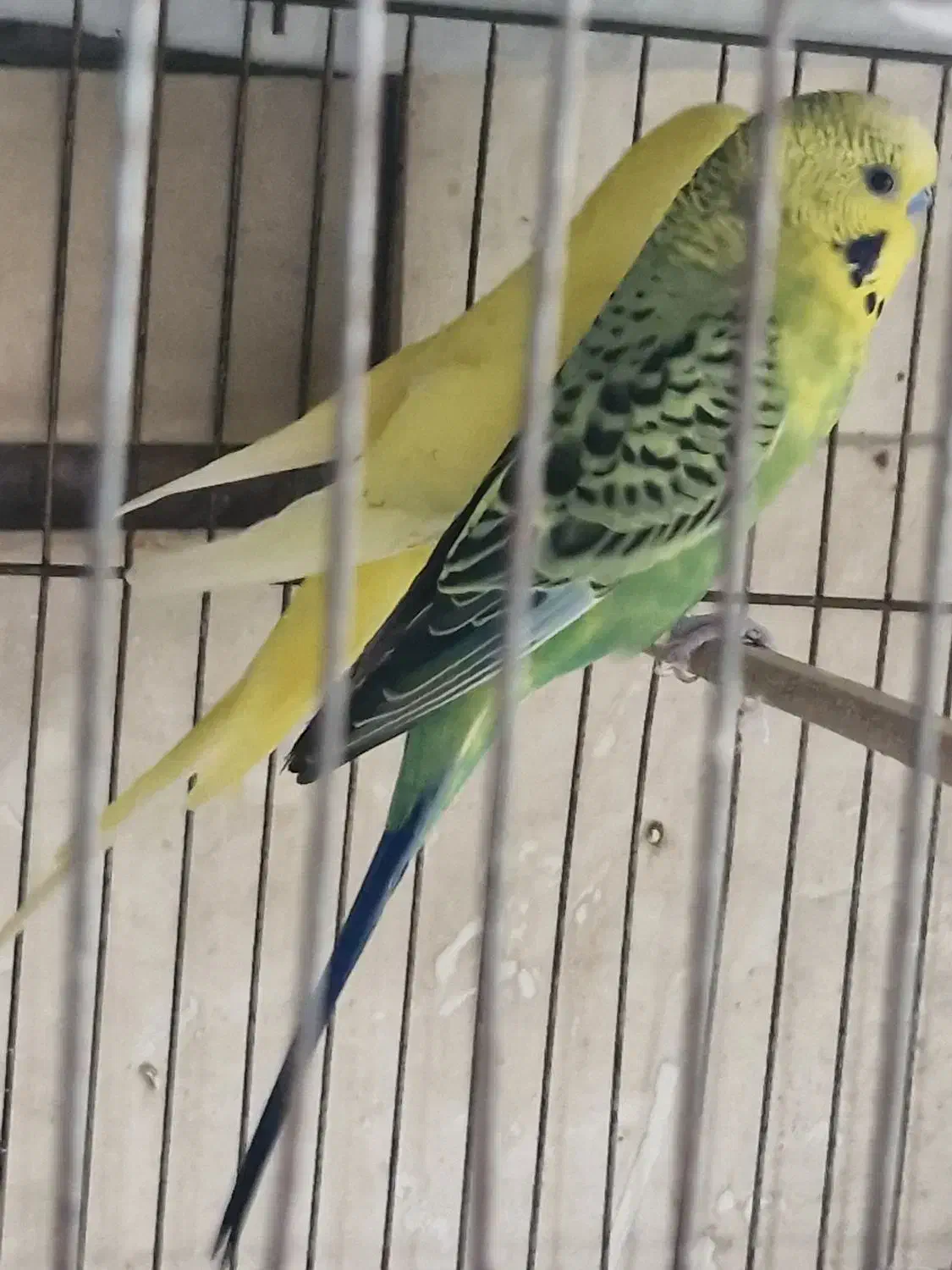 جفت مرغ عشق  مولد|پرنده|اصفهان, گلزار|دیوار