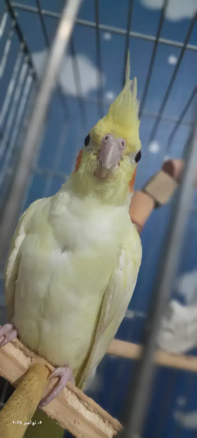 قبول واگذاری پرنده شما|پرنده|محمدشهر, شهرک پیام (مهرالبرز)|دیوار