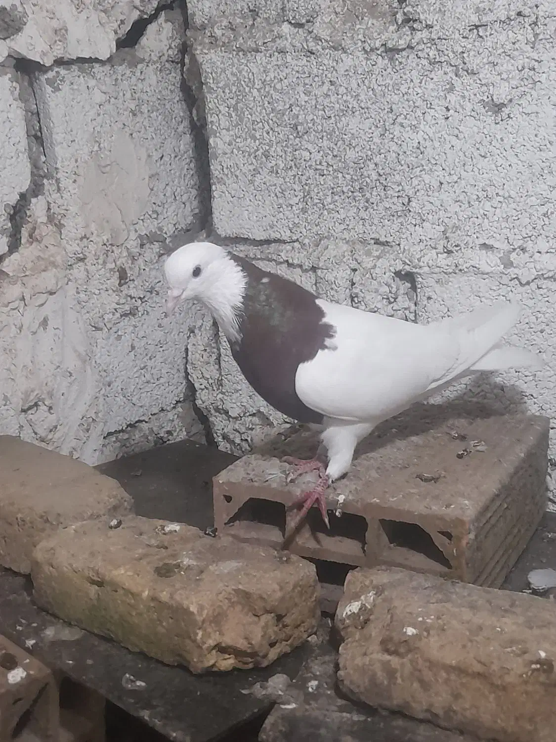 کفتر طوقی سرخ نر بدون غلط عروسک معاوظه با زاغ نر|پرنده|قائم‌شهر, |دیوار