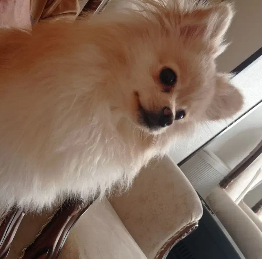 سگ پامر|سگ|شاهینشهر, خانه کارگر|دیوار