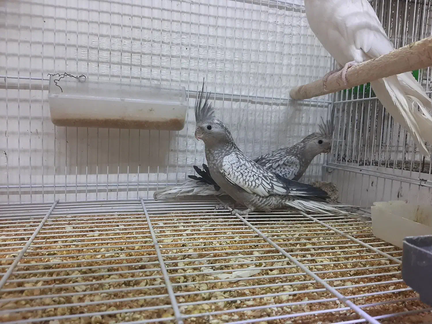 طوطی عروس هلندی|پرنده|تربتحیدریه, آسایش|دیوار