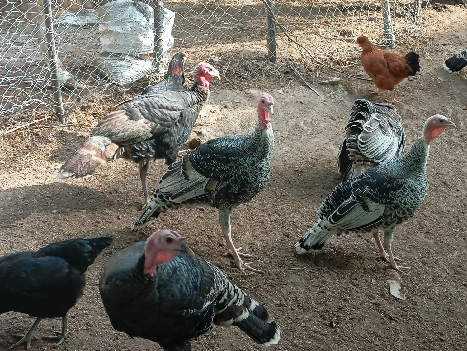 بوقلمون جوان|پرنده|گرگان, |دیوار