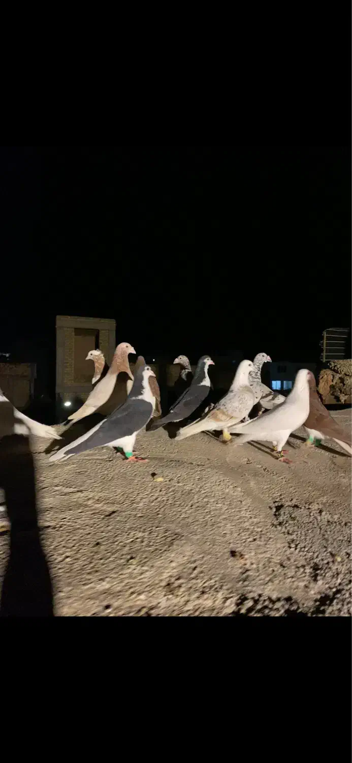 کبوتر|پرنده|اسفراین, |دیوار