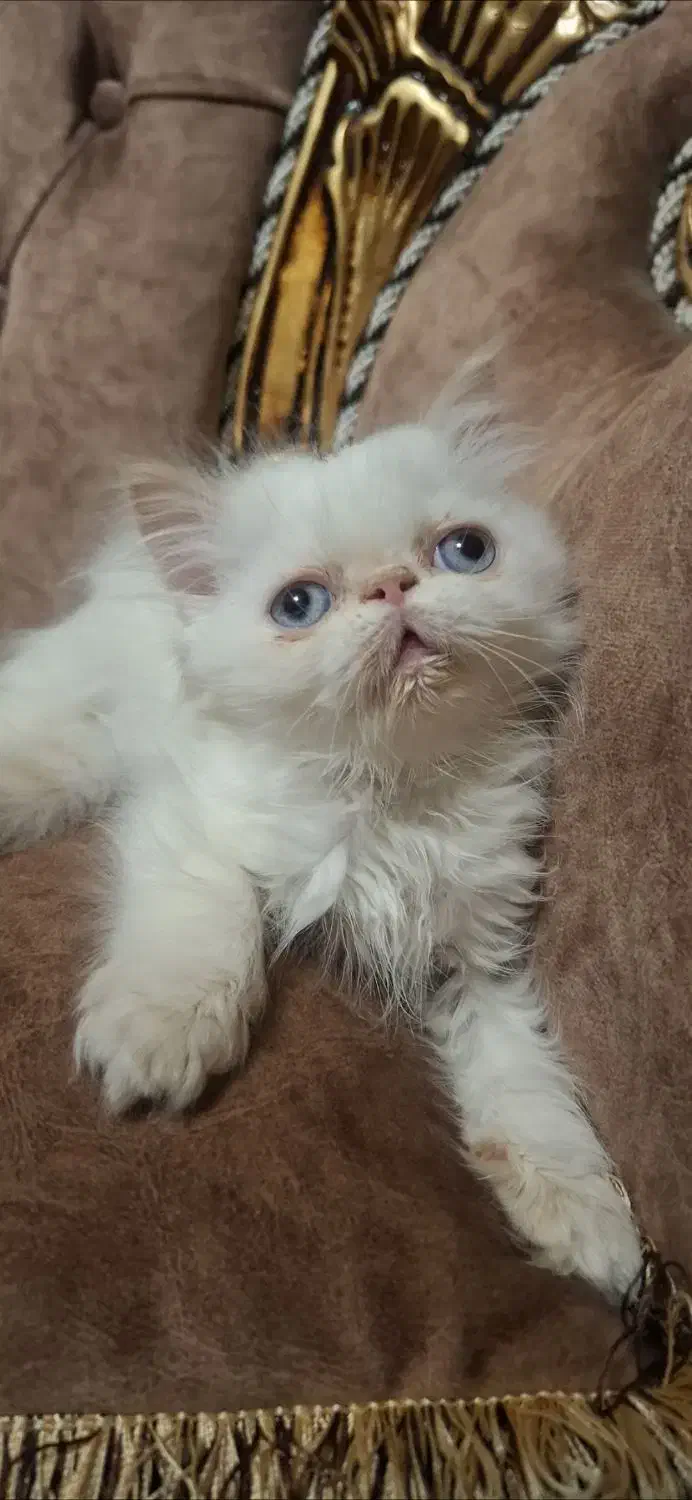 پرشین هیمالین رد پوینت ماده|گربه|تبریز, |دیوار