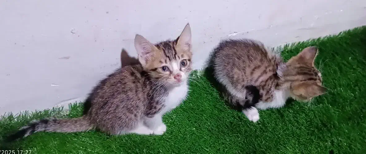 واگذاری بچه گربه|گربه|لاهیجان, کوی خزر|دیوار