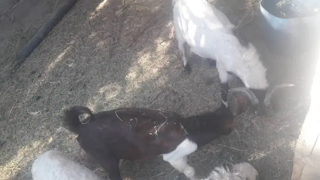 دوتا نری معاوضه  یا نقدی|حیوانات مزرعه|گنبکی, |دیوار