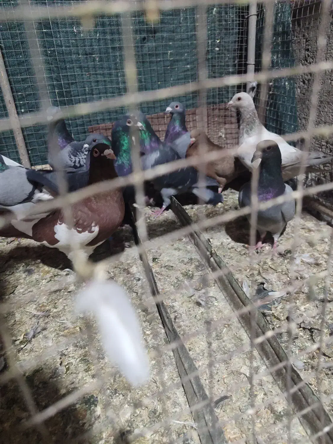 کبوتر جوجه نرو ماده فسا پلاکی|پرنده|شیراز, لاله|دیوار