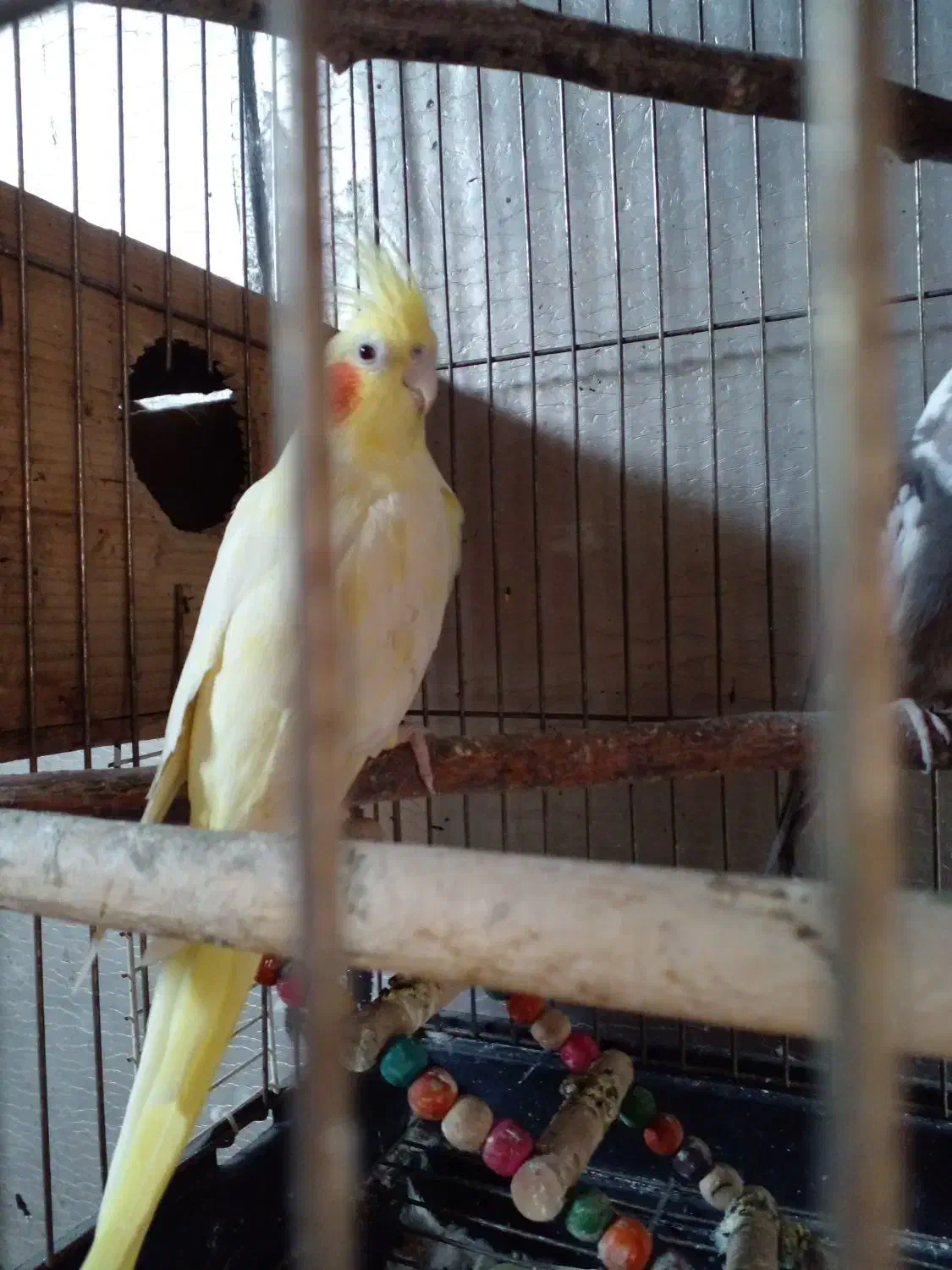 فروش|پرنده|پره‌سر, |دیوار