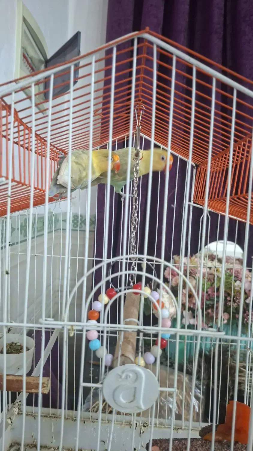 هلندی و برزیلی رنگ|پرنده|بندر گناوه, |دیوار