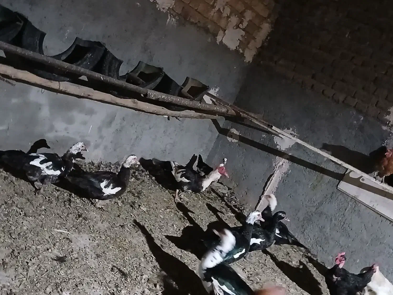 اردک اسرائیلی|حیوانات مزرعه|قم, نخودی|دیوار