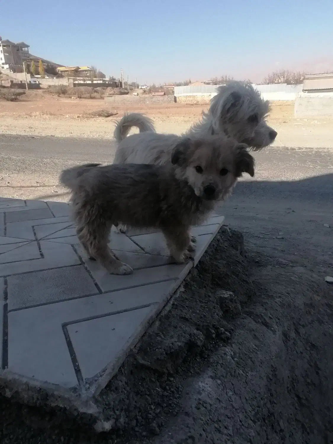 توله سگ|سگ|آبسرد, |دیوار