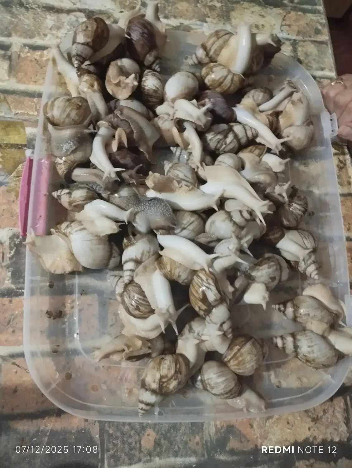 حلزون|خزنده|خرامه, |دیوار