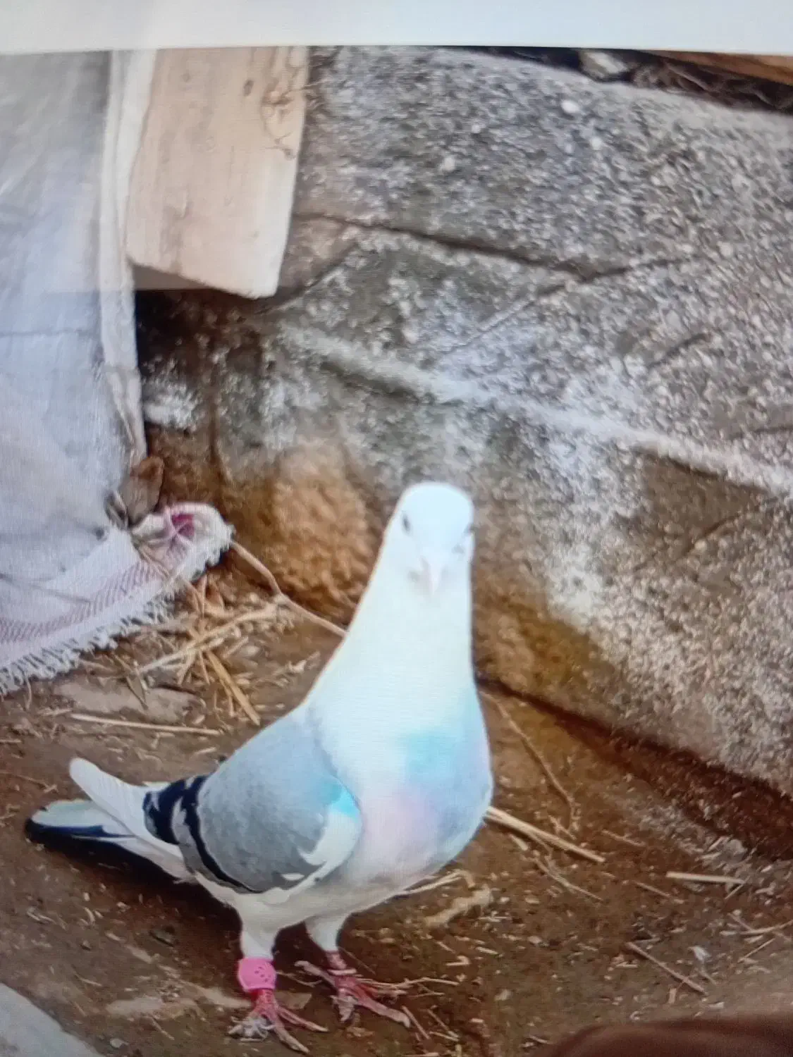 کبوتر|کلکسیون و سرگرمی|گمیشان, |دیوار