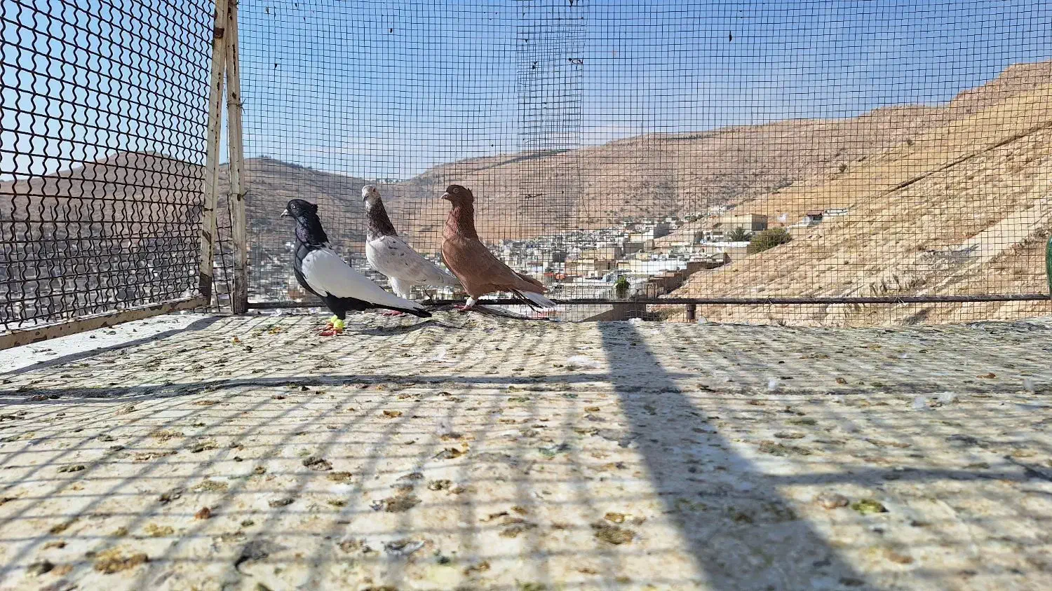 کبوتر|پرنده|شیراز, سعدیه شمالی|دیوار