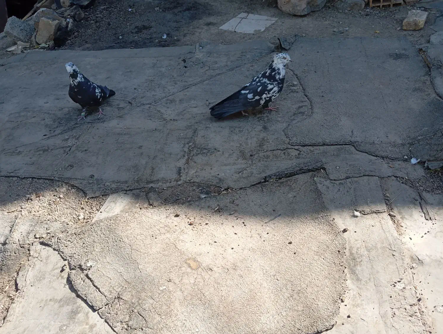 کبوترواشه ای سیاه|پرنده|سامان, |دیوار